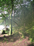 SX23502 Jenni walking through forrest by Llyn Gwynant.jpg